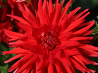 National Botanic Gardens - Glasnevin